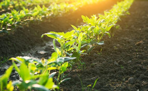 Europa defende financiamento agrário para lutar contra mudança climática