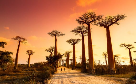 Clima poderia ser causa de desaparecimento dos baobás