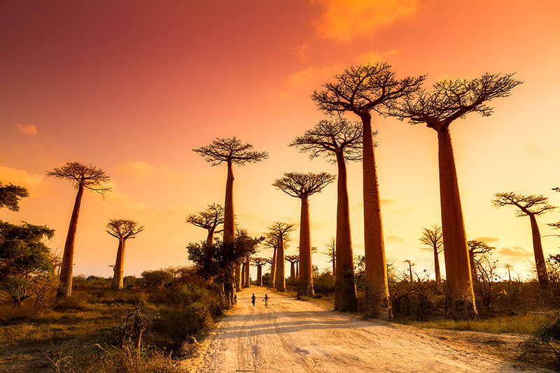 Clima poderia ser causa do desaparecimento dos baobás