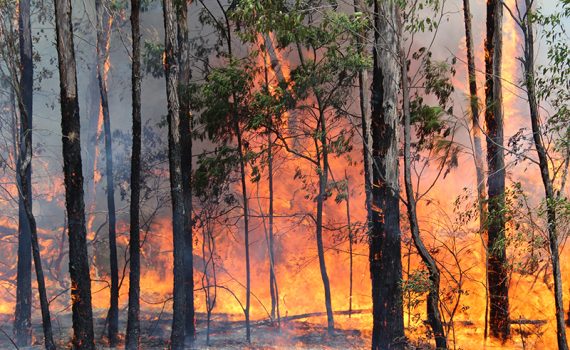 Conferência Internacional sobre Incêndios Florestais recebe propostas