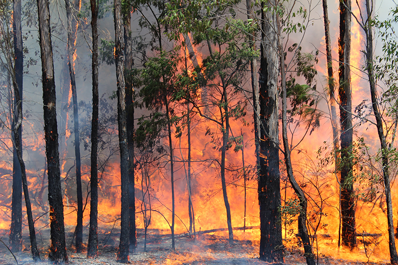Conferência Internacional sobre Incêndios Florestais recebe propostas