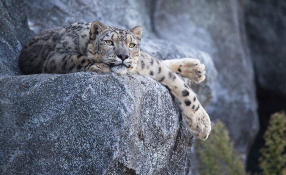A ameaça que ronda os leopardos-das-neves