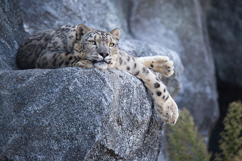 como conseguir a leopardo