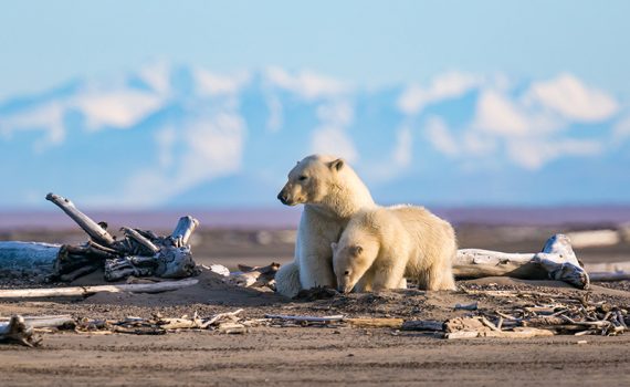 Ursos polares vão em busca de alimentos nas cidades