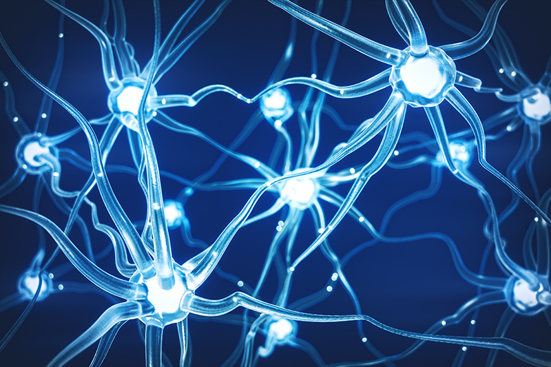 funiblog-regeneracao-neuronal