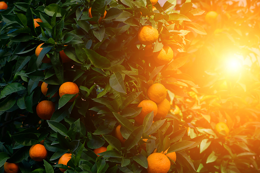 funiber-laranjas-floresta