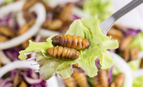 Tem insetos no prato: opção nutritiva e sustentável