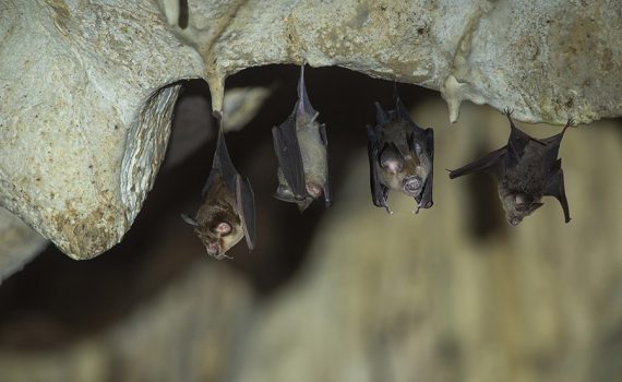 Turbinas eólicas de produção de energia ameaçam morcegos