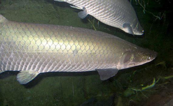 Explorar e conservar o segundo maior peixe de água doce do mundo