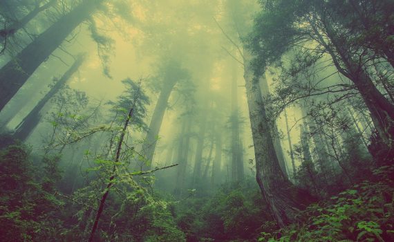 Florestas vêm perdendo a capacidade de neutralizar o carbono