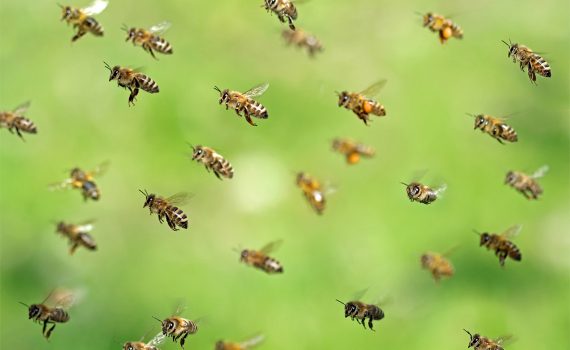 Proteger as abelhas e os apiários, crucial para o meio ambiente