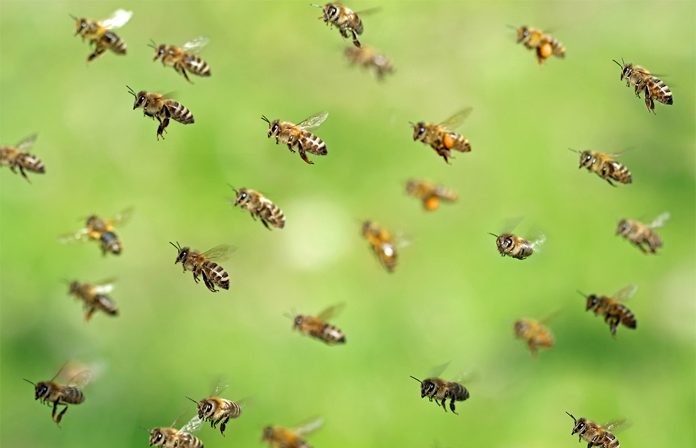 funiber-abelhas-protecao