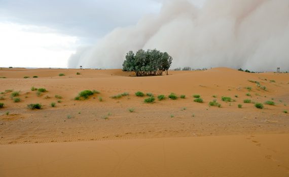 As milhares de árvores do deserto do Saara