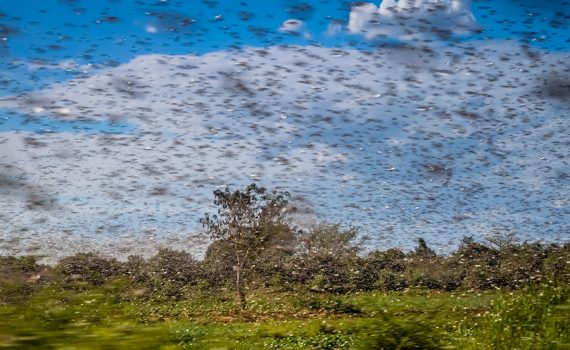Nova praga de gafanhotos-do-deserto ameaça cultivos no Iêmen
