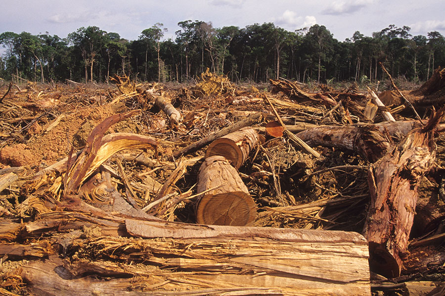 funiber-desmatamento-amazonia