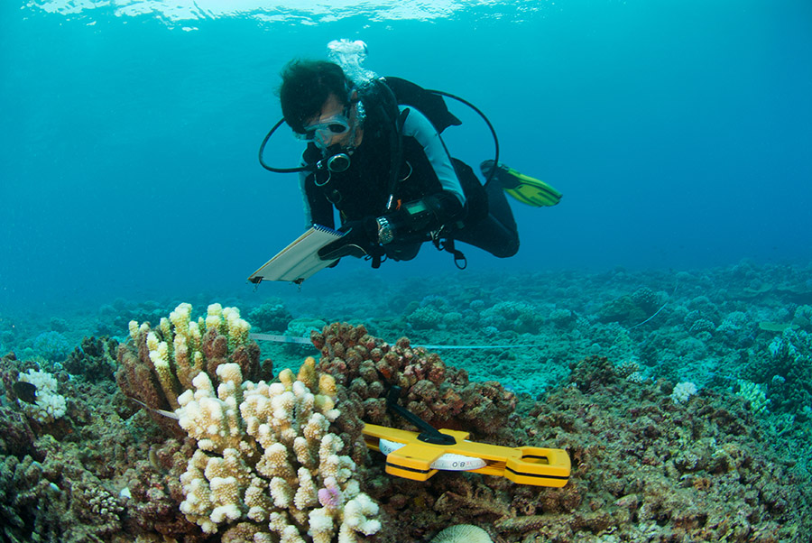 funiber-corais-desaparecimento
