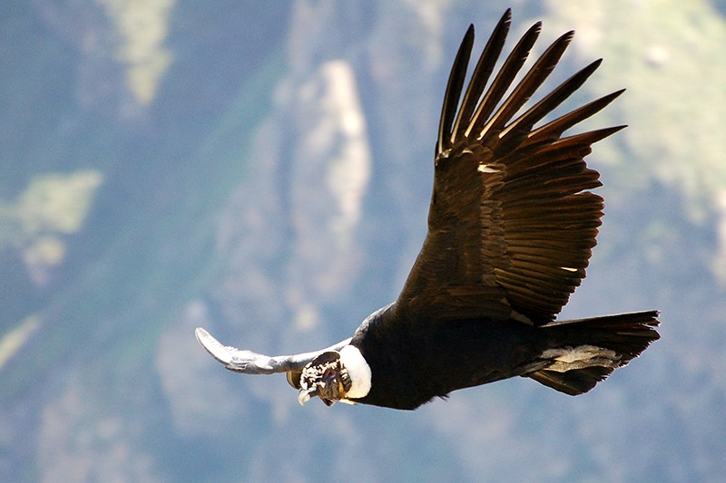 O condor andino, uma espécie ameaçada de extinção