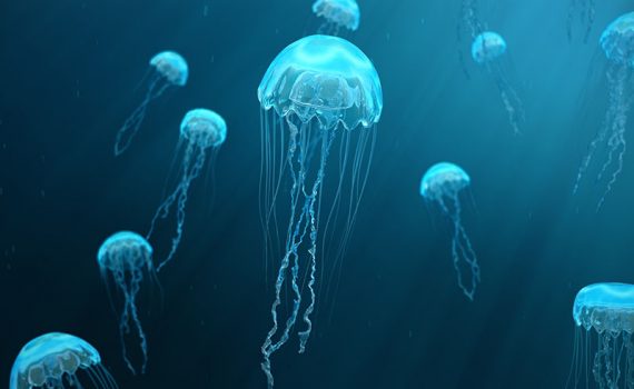 Estudo revela espécies que serão capazes de se adaptar às futuras condições do mar