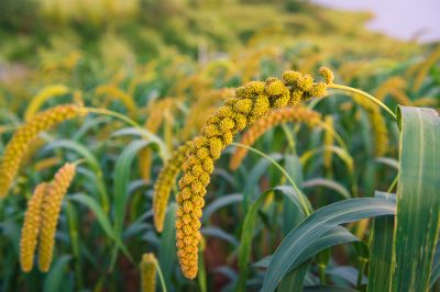 millet-about-to-ripen