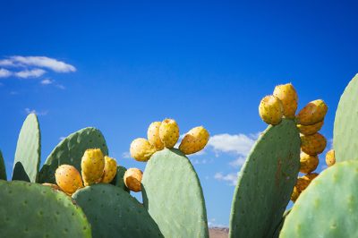 prickly-pear-cactus-opuntia-ficus-indica