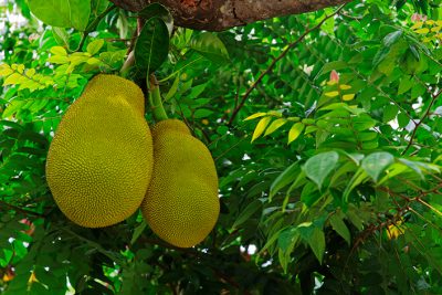 two-jackfruits-hanging-on-a-tree-branch-artocarpus-heterophyllus