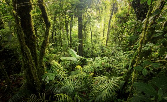 Novo estudo mostra que a floresta amazônica está chegando a um ponto de inflexão