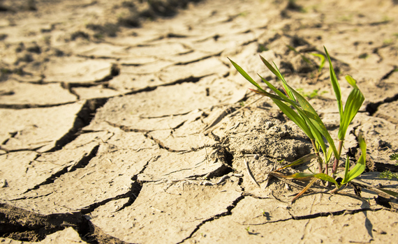 Estresse como resposta à mudança climática