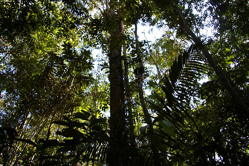 Aprovada pavimentação para a rodovia na Amazônia no Brasil