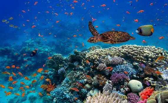 Empresa cria brinquedos sobre o tema marinho com plásticos reciclados