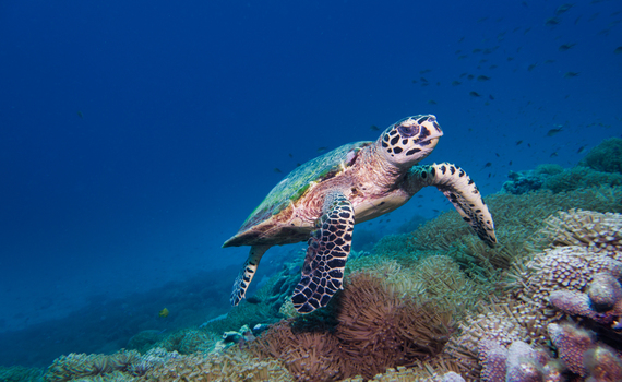 Como evitar a extinção de espécies