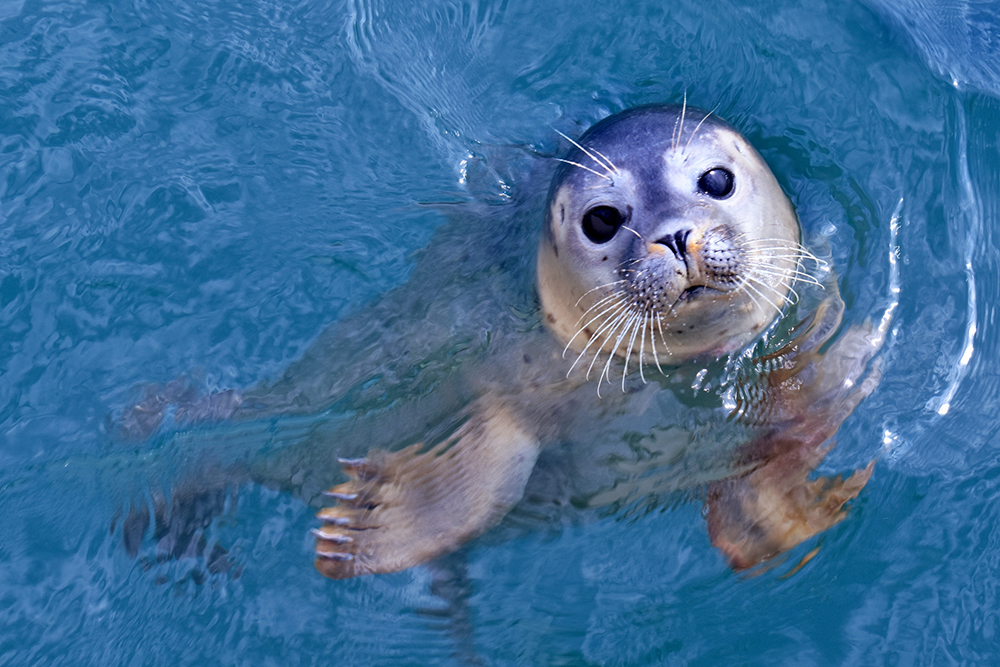 funiber-foca-reconhecimento-facial