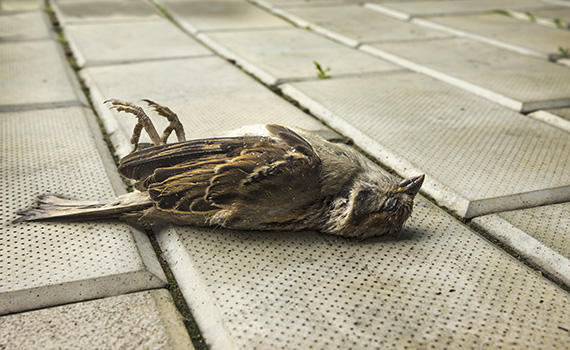 Milhões de pássaros morrem todos os anos na Espanha