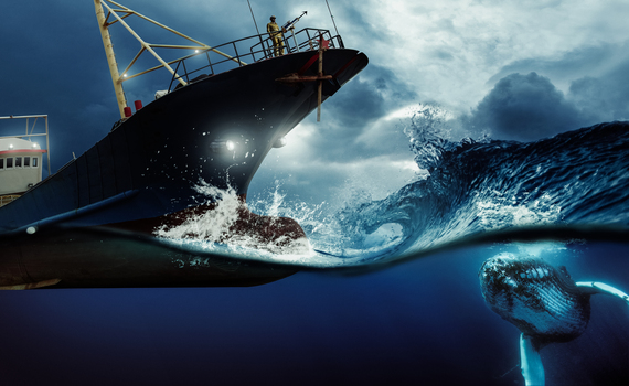 Alto tráfego marítimo afeta baleias