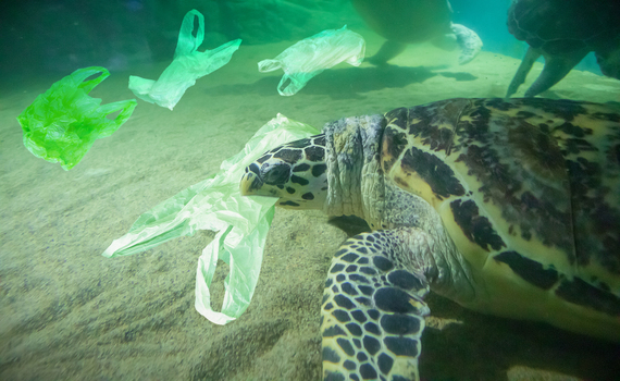 Os plásticos reciclados para embalagens são seguros?