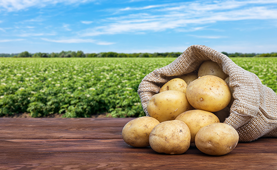 Um saco de batatas frescas sobre uma mesa de madeira.  Ao fundo, um campo de batatas. 