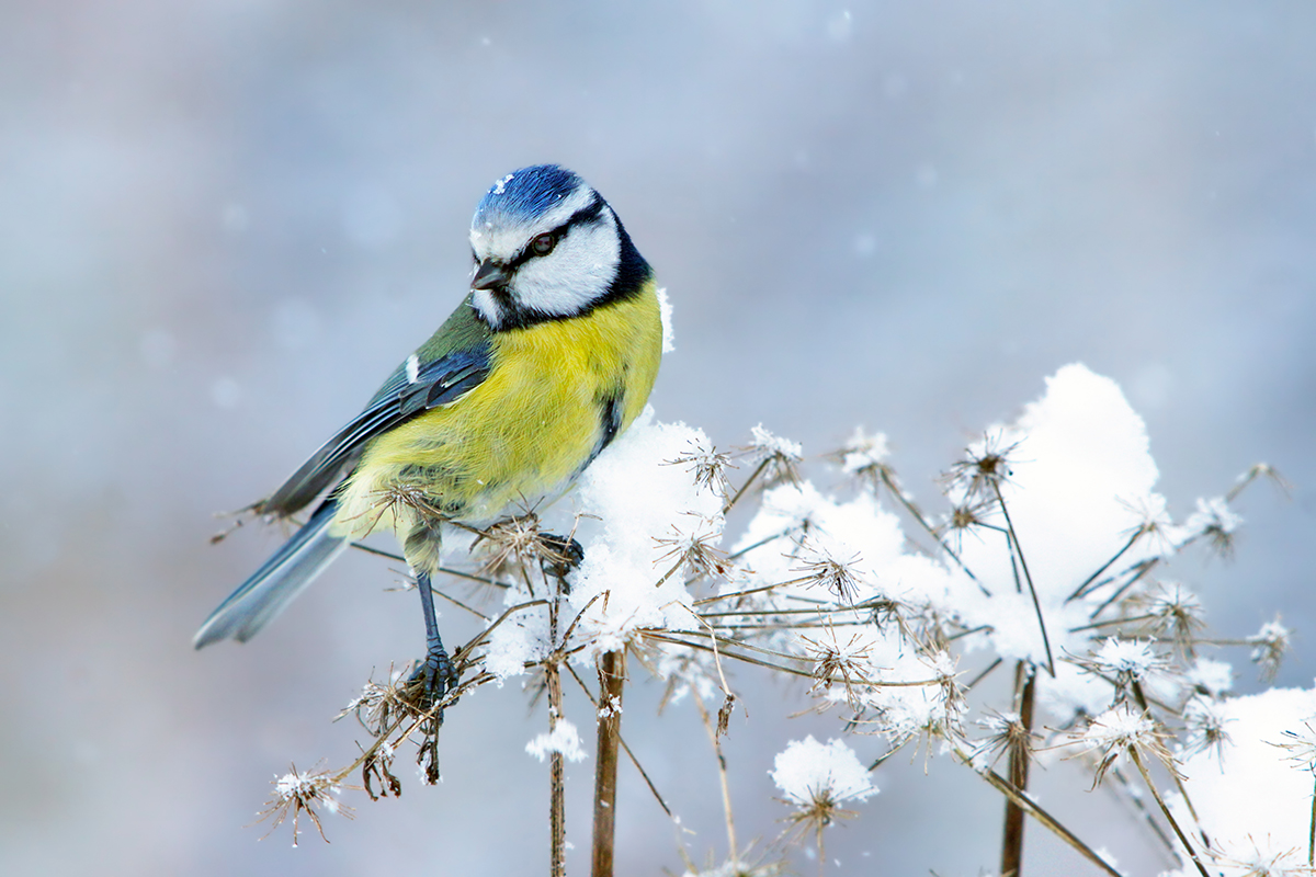 Um chapim azul empoleirado nos galhos finos de uma planta coberta de neve. 