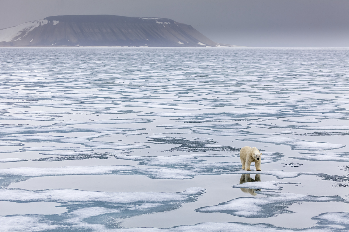 urso polar no gelo