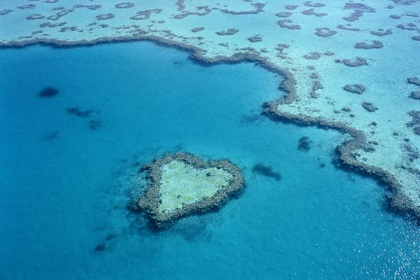 O maior coral do mundo: um gigante em perigo de extinção