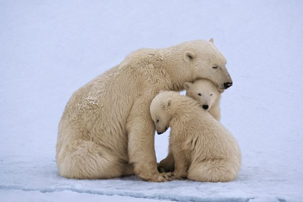 Mudanças climáticas e biodiversidade: o risco de extinção global