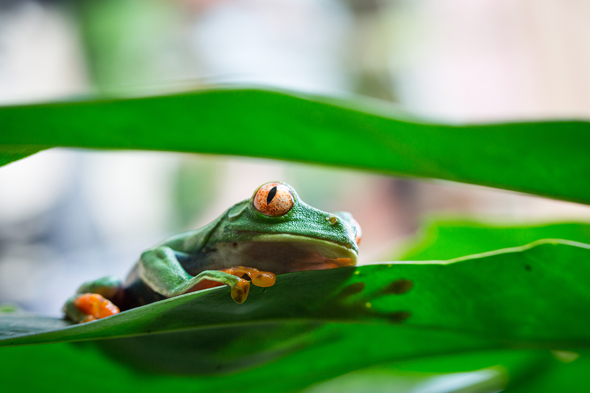 Mudanças climáticas e biodiversidade. Fotografia de um sapo. 