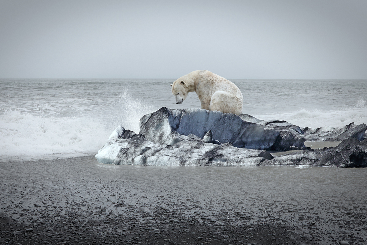 Urso polar solitário em um bloco de gelo e mar aberto atrás dele.