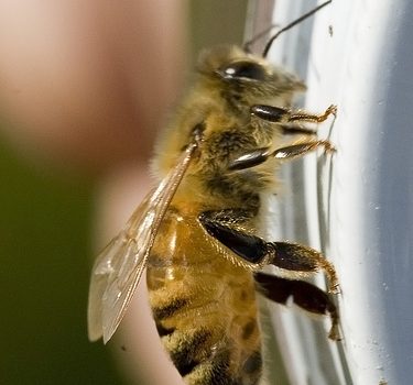 Establecen prohibición de plaguicidas tóxicos para las abejas