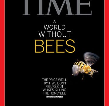 Pesticidas y fungicidas afectan la salud de las abejas