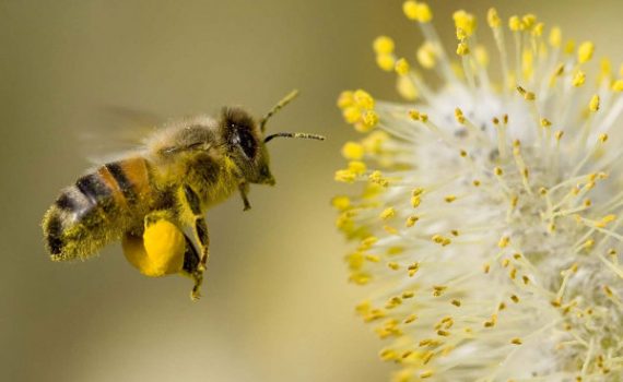 Comisión de Agricultura en Brasil demanda investigación sobre desaparición de   abejas