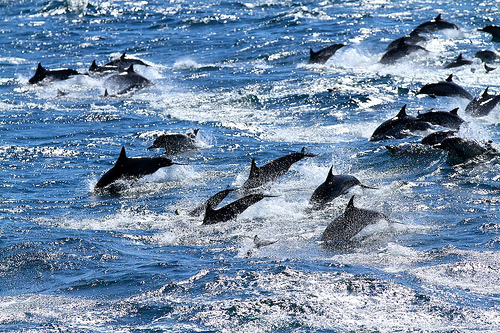 En ejercicios militares morirán cientos de ballenas y delfines