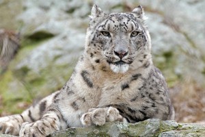 GPS es utilizado para monitorizar ejemplares del leopardo de las nieves