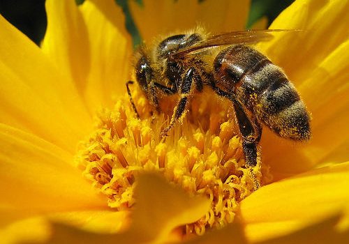Informe revela que las abejas están en peligro en algunos países de la UE