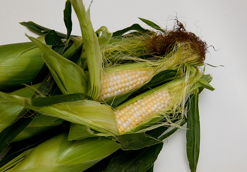 Francia prohibe el uso de maíz transgénico
