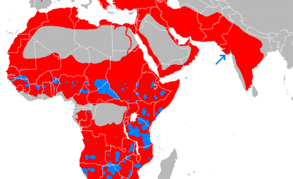 Leones en peligro de extinción al oeste de África