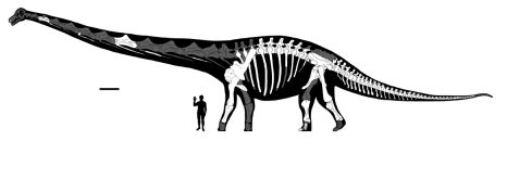 Descubren un dinosaurio mucho más grande que el Tyrannosaurus rex